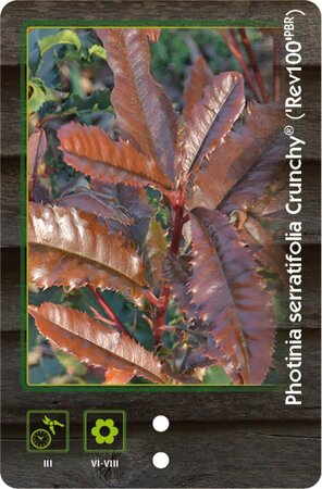 Thymus praecox 'Coccineus' geen maat specificatie 0,55L/P9cm - afbeelding 4