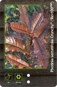 Thymus praecox 'Coccineus' geen maat specificatie 0,55L/P9cm - afbeelding 4