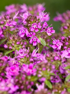 Thymus praecox 'Coccineus' geen maat specificatie 0,55L/P9cm - afbeelding 6