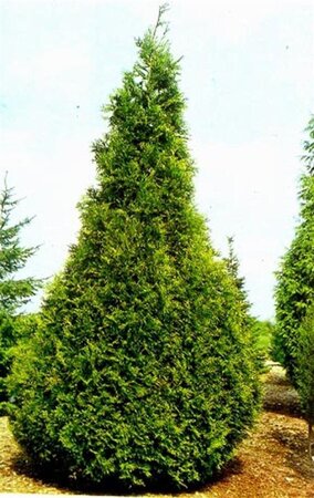 Thuja pl. 'Excelsa' 125-150 cm met kluit - afbeelding 5