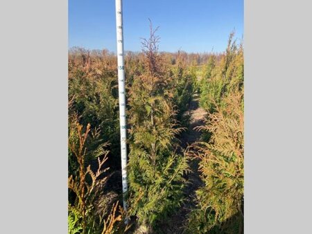 Thuja pl. 'Excelsa' 150-175 cm met kluit - afbeelding 5