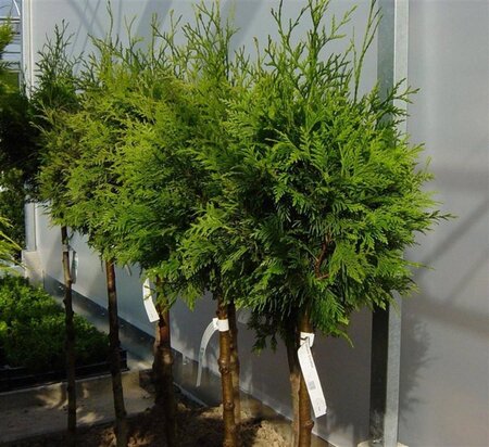Thuja pl. 'Excelsa' 150-175 cm met kluit - afbeelding 3