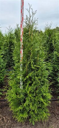 Thuja pl. 'Excelsa' 150-175 cm met kluit - afbeelding 6