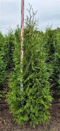 Thuja pl. 'Excelsa' 150-175 cm met kluit - afbeelding 8