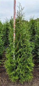 Thuja pl. 'Excelsa' 150-175 cm met kluit - afbeelding 8