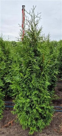 Thuja pl. 'Excelsa' 175-200 cm met kluit - afbeelding 6
