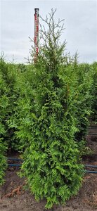 Thuja pl. 'Excelsa' 175-200 cm met kluit - afbeelding 3