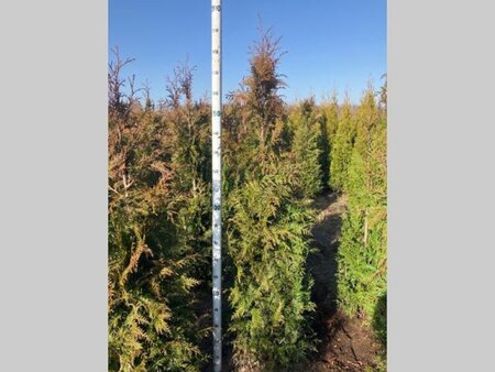 Thuja pl. 'Excelsa' 175-200 cm met kluit - afbeelding 4
