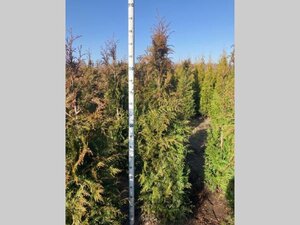 Thuja pl. 'Excelsa' 175-200 cm met kluit - afbeelding 4