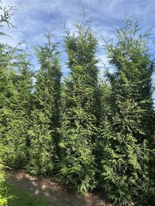 Thuja pl. 'Excelsa' 250-300 cm draadkluit - afbeelding 3