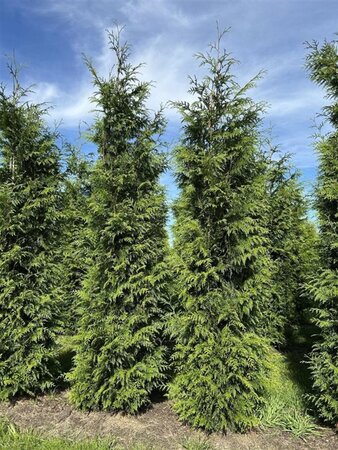 Thuja pl. 'Excelsa' 250-300 cm draadkluit - afbeelding 4