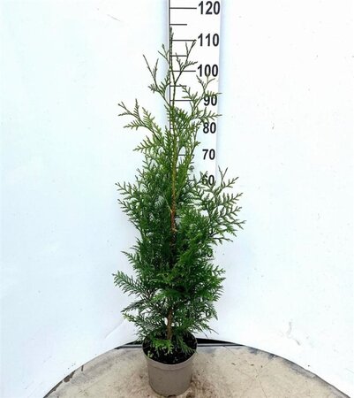 Thuja pl. 'Excelsa' 80-100 cm cont. 4,0L - afbeelding 3