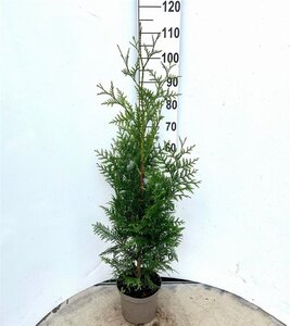 Thuja pl. 'Excelsa' 80-100 cm cont. 4,0L - afbeelding 3