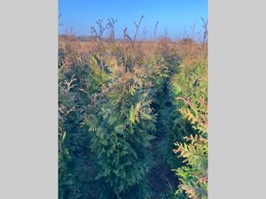 Thuja pl. 'Excelsa' 80-100 cm met kluit - afbeelding 4