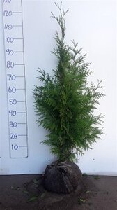 Thuja pl. 'Excelsa' 80-100 cm RB - image 4