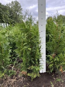 Thuja pl. 'Excelsa' 80-100 cm RB - image 6