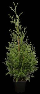 Thuja pl. 'Gelderland' 175-200 cm met kluit - afbeelding 2