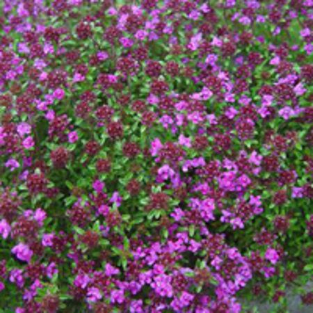 Thymus praecox 'Minor' geen maat specificatie 0,55L/P9cm - afbeelding 2