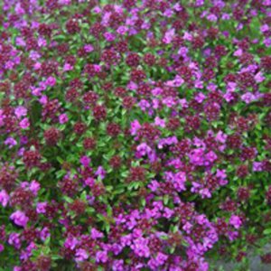 Thymus praecox 'Minor' geen maat specificatie 0,55L/P9cm - afbeelding 2