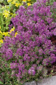 Thymus praecox 'Purple Beauty' geen maat specificatie 0,55L/P9cm - afbeelding 5