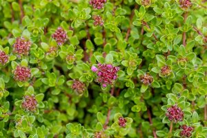 Thymus praecox 'Purple Beauty' geen maat specificatie 0,55L/P9cm - afbeelding 3