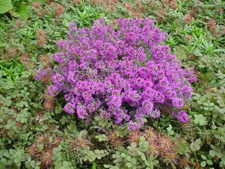 Thymus praecox 'Purple Beauty' geen maat specificatie 0,55L/P9cm - afbeelding 5