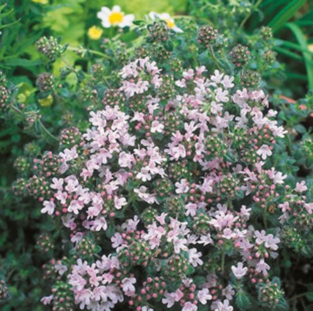 Thymus praecox 'Pink Chintz' geen maat specificatie 0,55L/P9cm - afbeelding 1