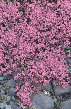 Thymus praecox 'Pink Chintz' geen maat specificatie 0,55L/P9cm - afbeelding 2