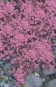 Thymus praecox 'Pink Chintz' geen maat specificatie 0,55L/P9cm - afbeelding 2