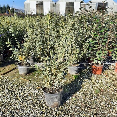 Thymus praecox 'Pink Chintz' geen maat specificatie 0,55L/P9cm