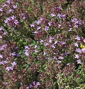 Thymus praecox geen maat specificatie 0,55L/P9cm - afbeelding 1