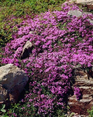 Thymus praecox geen maat specificatie 0,55L/P9cm - afbeelding 2