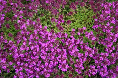 Thymus praecox 'Red Carpet' geen maat specificatie 0,55L/P9cm - afbeelding 6