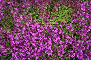 Thymus praecox 'Red Carpet' geen maat specificatie 0,55L/P9cm - afbeelding 6