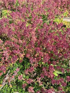 Thymus praecox 'Red Carpet' geen maat specificatie 0,55L/P9cm - afbeelding 5