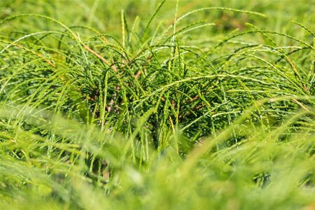 Thuja pl. 'Whipcord' 50-60 cm cont. 15L - afbeelding 1