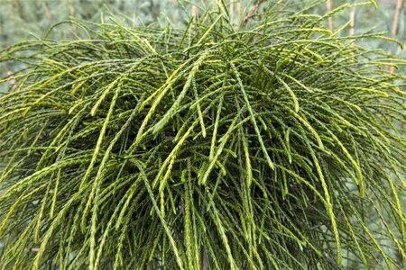 Thuja pl. 'Whipcord' 50-60 cm cont. 15L - afbeelding 2