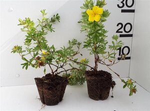 Tilia cordata 10-12 Hoogstam wortelgoed - afbeelding 5