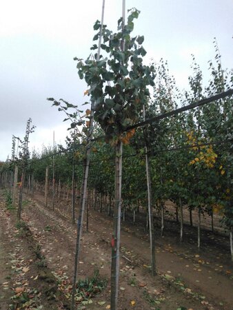 Tilia cordata 10-12 Hoogstam wortelgoed - afbeelding 4