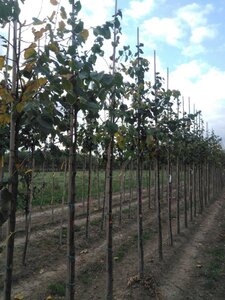 Tilia cordata 10-12 Hoogstam wortelgoed - afbeelding 3