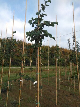 Tilia cordata 8-10 Hoogstam wortelgoed - afbeelding 2