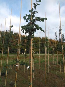 Tilia cordata 8-10 Hoogstam wortelgoed - afbeelding 2