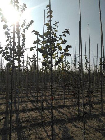 Tilia cordata 8-10 Hoogstam wortelgoed - afbeelding 3