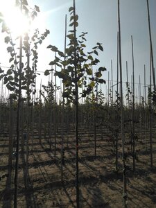 Tilia cordata 8-10 Hoogstam wortelgoed - afbeelding 3