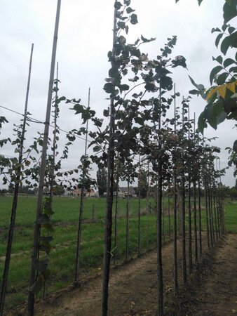 Tilia cordata 8-10 Hoogstam wortelgoed - afbeelding 4