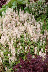 Tiarella 'Sugar and Spice' geen maat specificatie 0,55L/P9cm - afbeelding 1