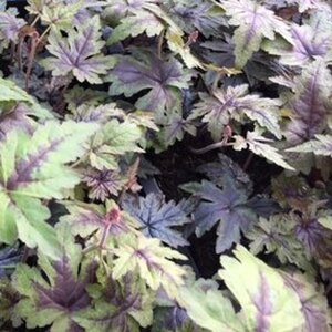 Tiarella 'Sugar and Spice' geen maat specificatie 0,55L/P9cm - afbeelding 2