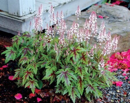 Tiarella 'Sugar and Spice' geen maat specificatie 0,55L/P9cm - afbeelding 3