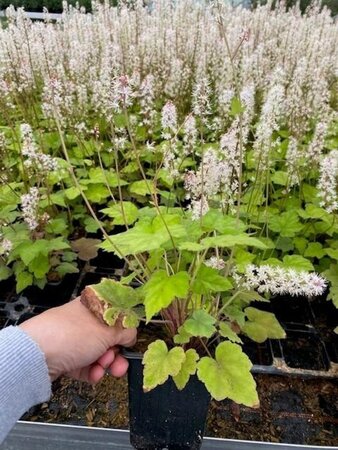 Tiarella wherryi geen maat specificatie 0,55L/P9cm - afbeelding 4