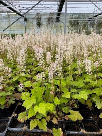 Tiarella wherryi geen maat specificatie 0,55L/P9cm - afbeelding 3